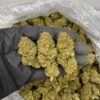 White Runtz Strain